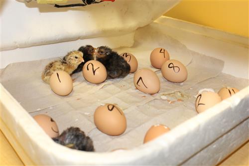 chicks hatch 