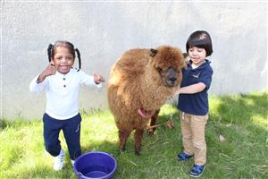 alpaca 