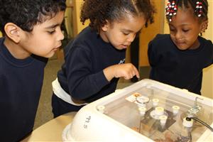 chicks 2 