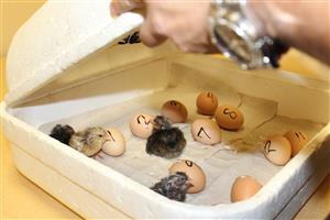 chick hatch 